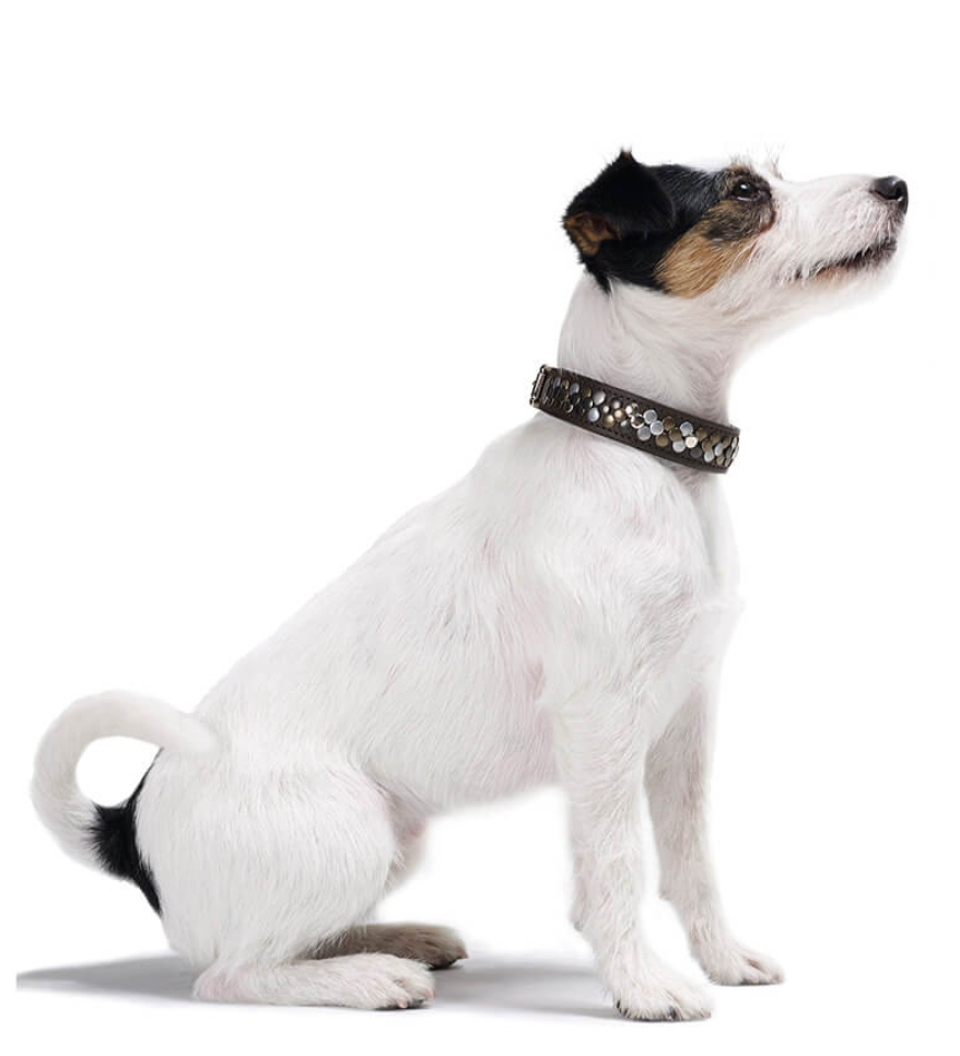 Dog wearing the Arizona Collar - collars by Hunter