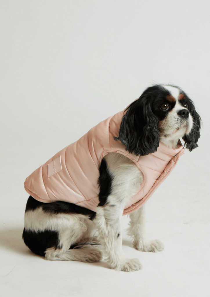 Cute dog wearing the designer Arabella Puffer Vest 